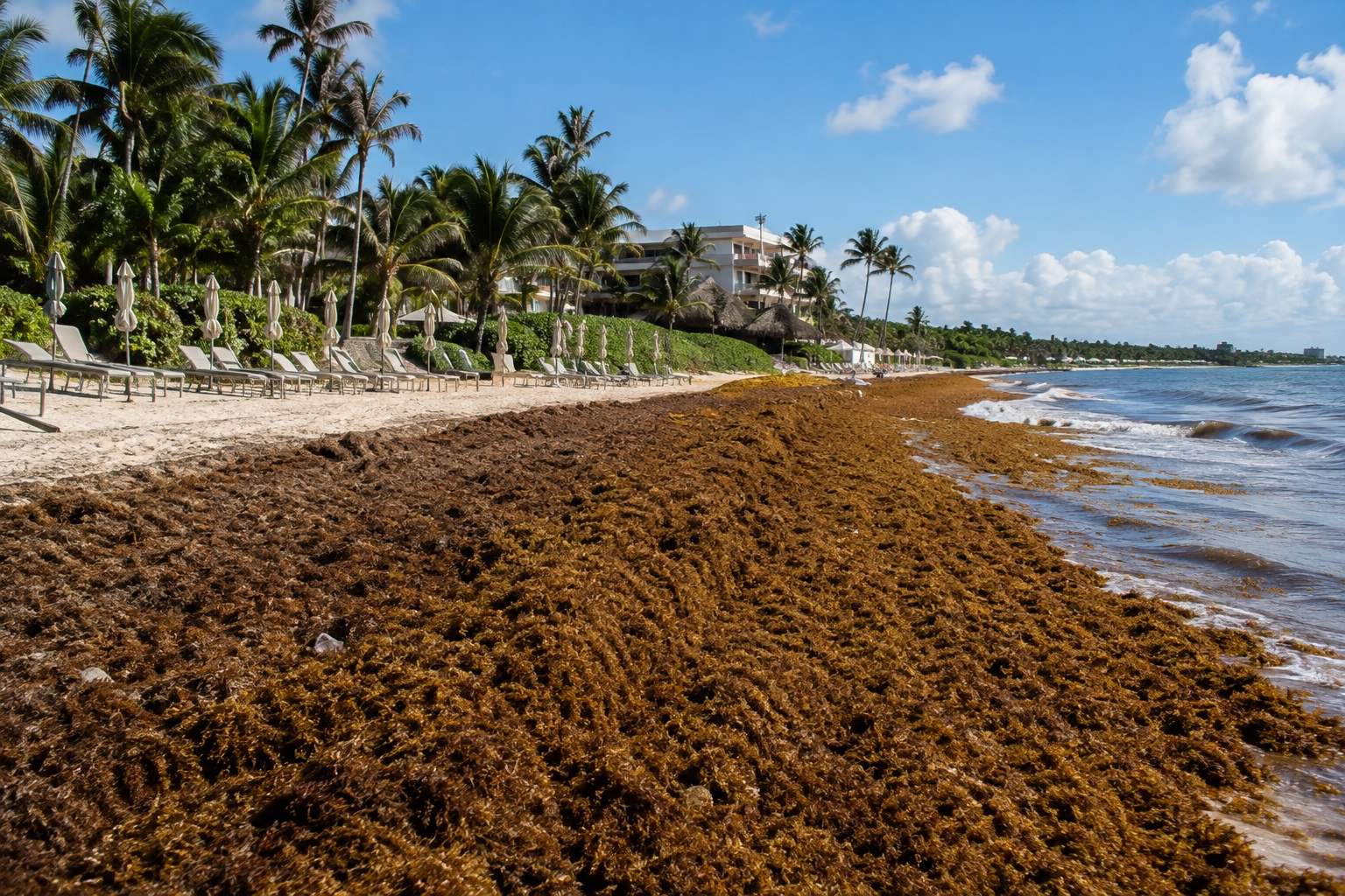 Parálisis por sargazo en Tulum: 5 impactos críticos en el turismo | Nuevo Siglo MX